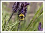Bee on Lavender!