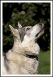 Take the photo and give me the **** biscuit!