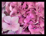 16 - Hydrangea Pink