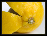 19 - Lemon Yellow