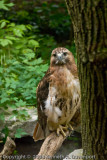 Red Tailed Hawk