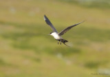 Long-tailed Skua / Stercorarius longicaudus  / Fjllabb