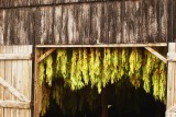 tobacco leaves