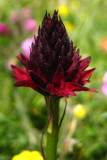 nigritelle noire<br><i>Gymnadenia rhellicani</i>