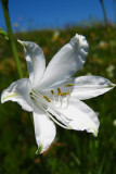 lis de Saint-BrunoParadisea liliastrum