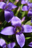 gentiane champêtreGentiana campestris