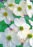 Dogwood, Shawnee National Forest, IL