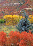 Scrub oak, Colorado blue spruce and narrow leaf cottonwood, CO