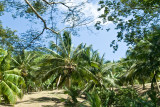 _DSC0489. Coconut Grove