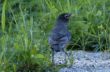 American Robin