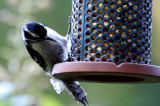 Woodpecker