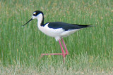 Black-necked Stilt