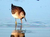 Lesser Yellowlegs