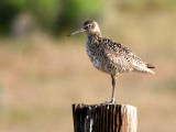 Willet