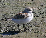 Western Sandpiper