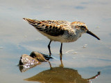 Western Sandpiper