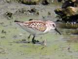 Western Sandpiper