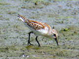 Western Sandpiper
