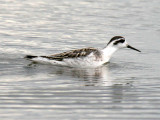 Red-necked Phalarope