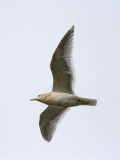 Glaucous-winged Gull