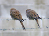 Mourning Dove