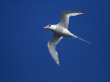 Red-billed Tropicbird