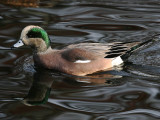 American Wigeon