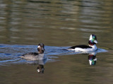 Bufflehead