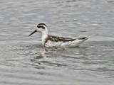 Red-necked Phalarope