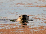 River Otter