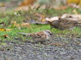 American Tree Sparrow