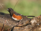 Spotted Towhee