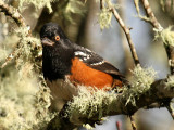 Spotted Towhee