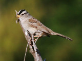 White-crowned Sparrow