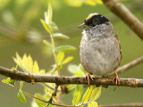 Golden-crowned Sparrow