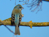 Lazuli Bunting