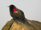 Red-winged Blackbird