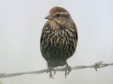 Red-winged Blackbird