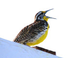 Western Meadowlark