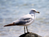 IMG_3775_california_gull.jpg