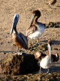 IMG_3904_brown_pelican.jpg