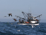 Shrimping boat off Coos Bay, Oregon