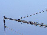 Arctic Terns in the rigging