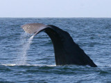 Sperm Whale