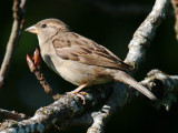 House Sparrow