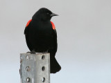 Red-winged Blackbird