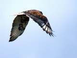 IMG_4322_ferruginous_hawk.jpg