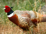 IMG_4642_ring_necked_pheasant.jpg