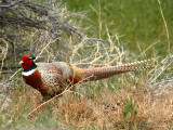 IMG_4644_ring_necked_pheasant.jpg