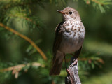 Hermit Thrush